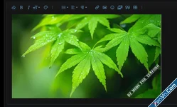 [DZ] ImageShield - Xenforo 2